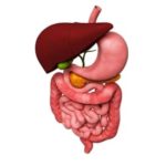 Teen Obesity Linked to Disease